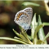 plebejus idas uchkulan male 2